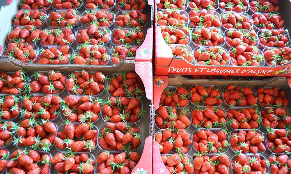 environnement-et-qualite-fraises6