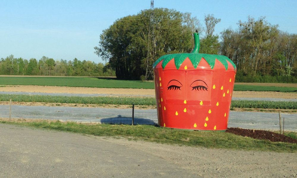 fraises-geantes-2