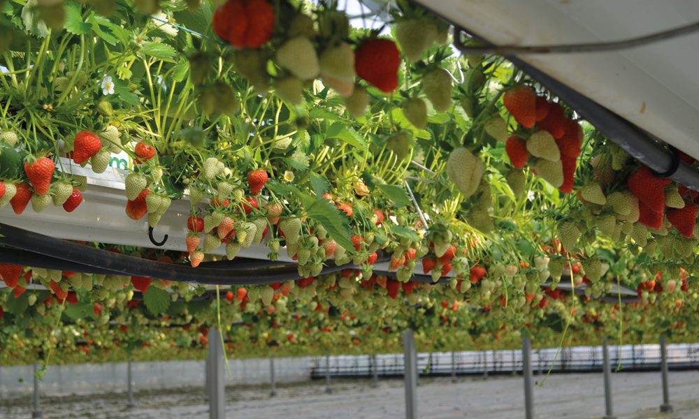 fraises-serres-3