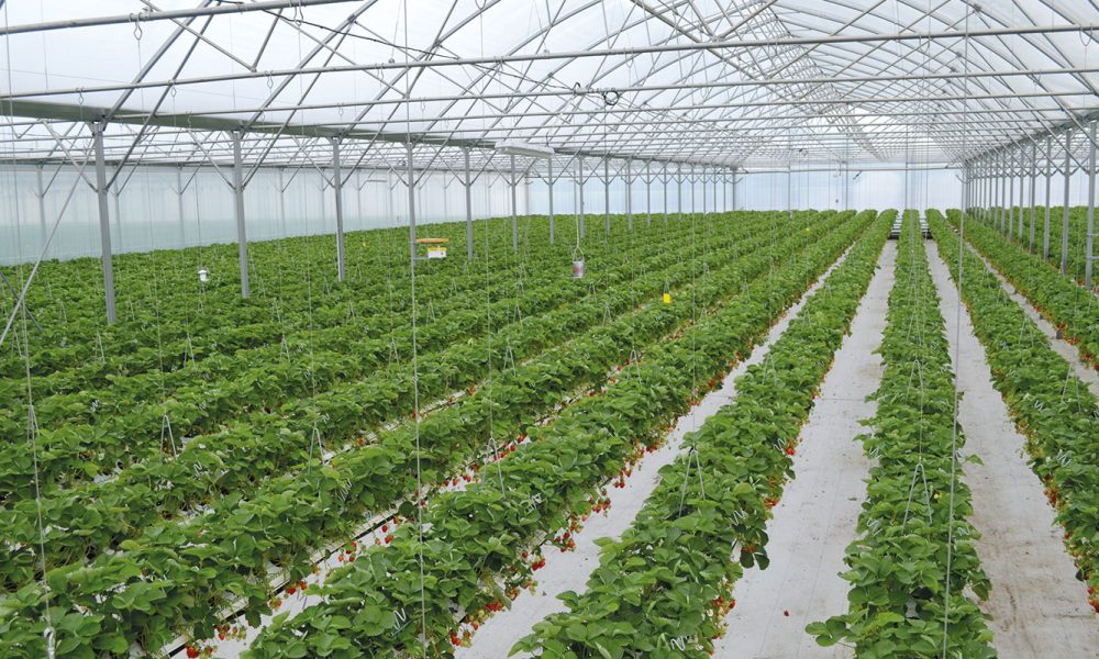 fraises-serres-6