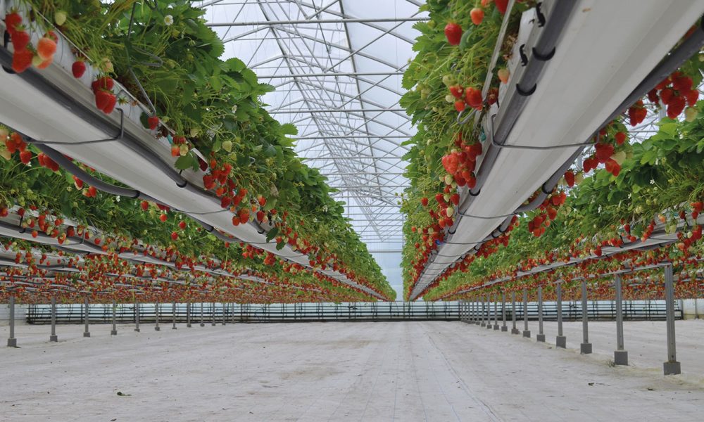 fraises-serres-9