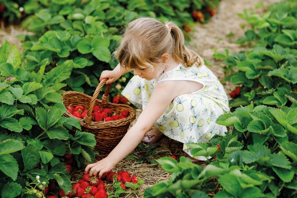 libre-cueillette-fraise-nordhouse-10