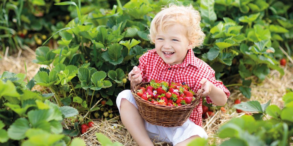 libre-cueillette-fraise-nordhouse-11