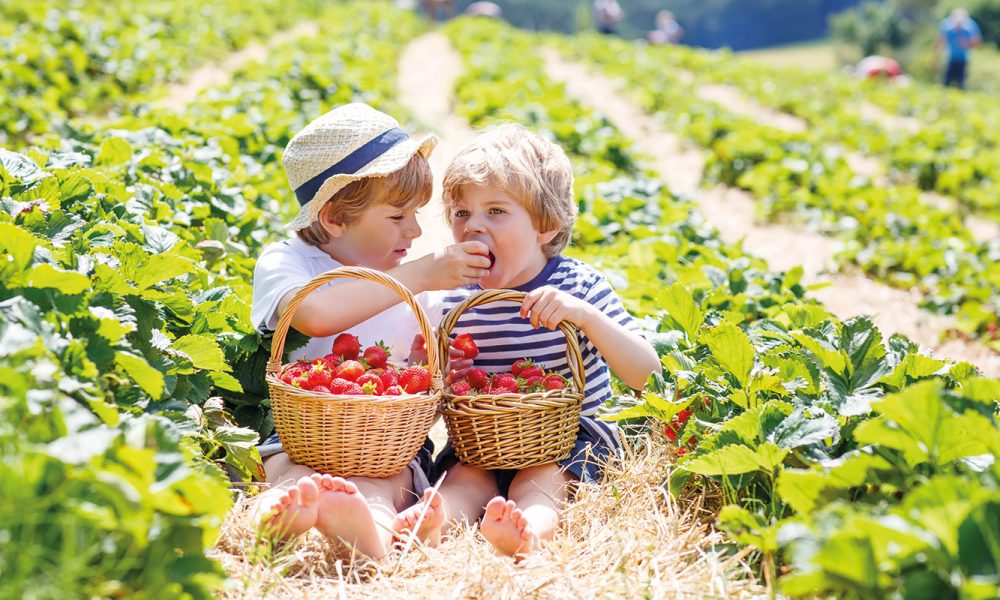 libre-cueillette-fraise-nordhouse-13