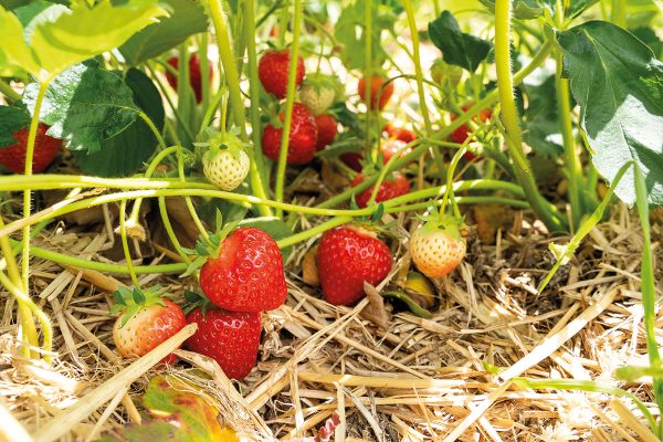 libre-cueillette-fraise-nordhouse-16