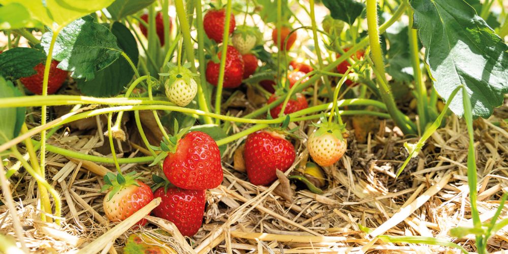 libre-cueillette-fraise-nordhouse-16