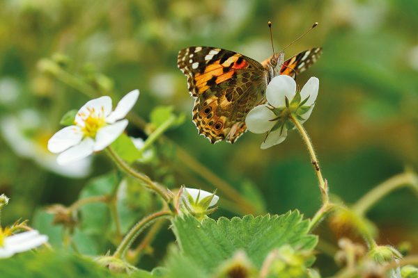 libre-cueillette-fraise-nordhouse-17