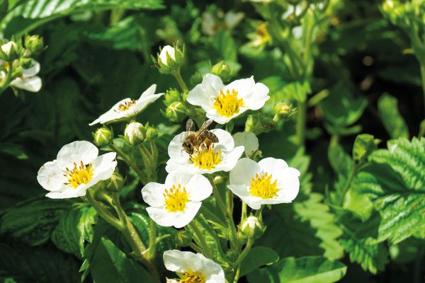 libre-cueillette-fraise-nordhouse-18