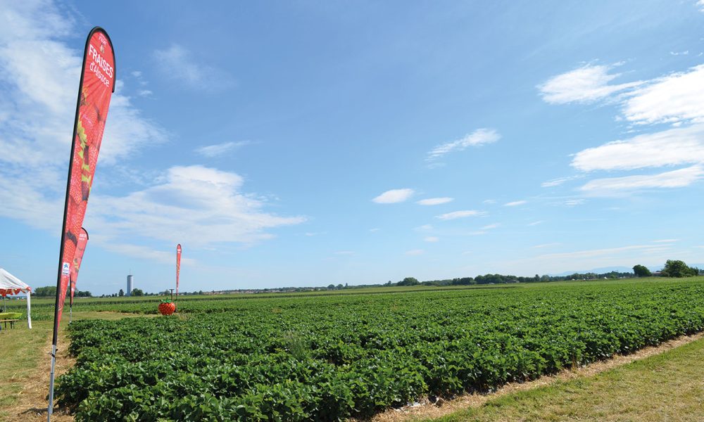 libre-cueillette-fraise-nordhouse-4