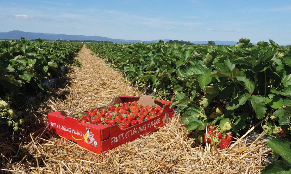 libre-cueillette-fraise-nordhouse-6