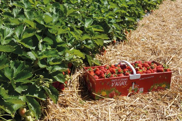 libre-cueillette-fraise-nordhouse-7