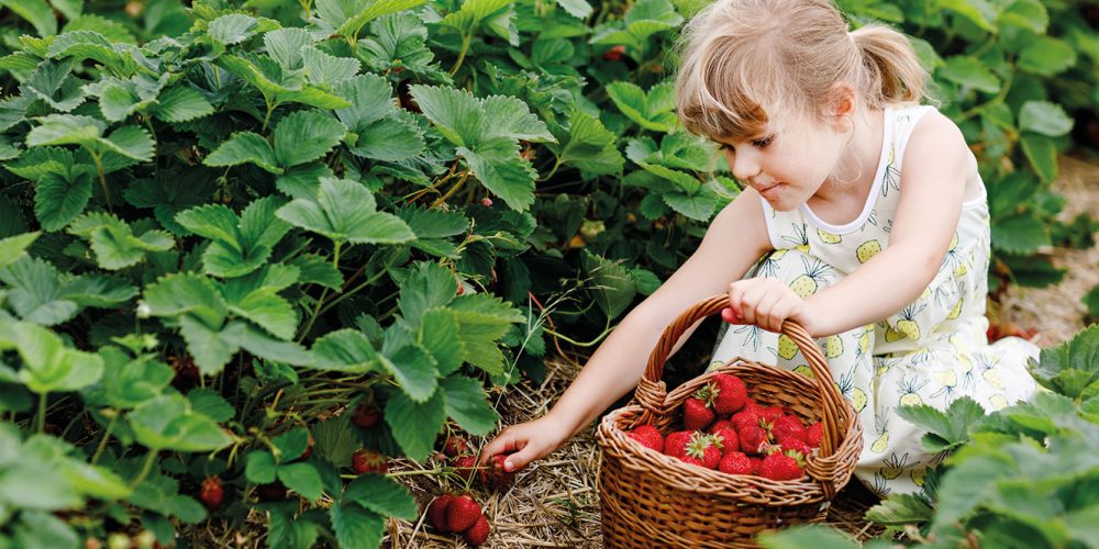 libre-cueillette-fraise-nordhouse-9
